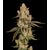 Product_Lemon Bean - Cannabis Seeds by GEASEEDS, Package Unit: 5 Seed / Package_Cannadusa_Marketplace_Buy