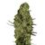 Product_Lima Haze  - Cannabis Seeds by GEASEEDS, Package Unit: 5 Seed / Package_Cannadusa_Marketplace_Buy