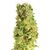 Produkt_Matanus-k  - Cannabis Saatgut by GEASEEDS, Paket Einheiten: 5 Samen / Packung__Cannadusa_Marktplatz_Kaufen