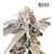 Product_Mimosa Punch  - Cannabis Seeds by GEASEEDS, Package Unit: 5 Seed / Package_Cannadusa_Marketplace_Buy