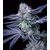 Produkt_OG Runtz - Cannabis Saatgut by GEASEEDS, Paket Einheiten: 5 Samen / Packung__Cannadusa_Marktplatz_Kaufen