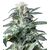 Produkt_Rusia  - Cannabis Saatgut by GEASEEDS, Paket Einheiten: 5 Samen / Packung__Cannadusa_Marktplatz_Kaufen