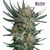 Product_Sour Kush  - Cannabis Seeds by GEASEEDS, Package Unit: 5 Seed / Package_Cannadusa_Marketplace_Buy