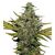 Produkt_Super Skunk  - Cannabis Saatgut by GEASEEDS, Paket Einheiten: 5 Samen / Packung__Cannadusa_Marktplatz_Kaufen