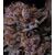 Produkt_Tropicana Berry - Cannabis Saatgut by GEASEEDS, Paket Einheiten: 5 Samen / Packung__Cannadusa_Marktplatz_Kaufen