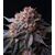Produkt_Tropicana Cherry - Cannabis Saatgut by GEASEEDS, Paket Einheiten: 5 Samen / Packung__Cannadusa_Marktplatz_Kaufen
