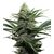 Product_Widow  - Cannabis Seeds by GEASEEDS, Package Unit: 5 Seed / Package_Cannadusa_Marketplace_Buy