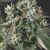 Auto Do-Si-Dos - Heart Notes - Pyramid Seeds