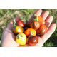 Product_Paprika CA44 (Madame Paraplü)_Cannadusa_Marketplace_Buy
