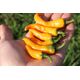 Product_Chili CA125_Cannadusa_Marketplace_Buy