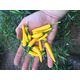 Product_Chili CA13_Cannadusa_Marketplace_Buy