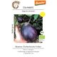 Produkt_Rezeina (Tschechische Frühe/PP1012)__Cannadusa_Marktplatz_Kaufen