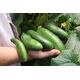Product_Topfgurke GU-3303_Cannadusa_Marketplace_Buy