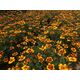 Product_Buntblühende Tagetes Kolibri_Cannadusa_Marketplace_Buy