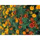 Produkt_Buntblühende Tagetes Nova__Cannadusa_Marktplatz_Kaufen