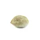 Product_Bunte Blüte Cannabis Samen Auto-Flowering, 2 image_Cannadusa_Marketplace_Buy