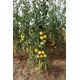 Product_Salattomate Weißer Pfirsich, 3 image_Cannadusa_Marketplace_Buy