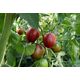 Product_Salattomate Paul Robson, 3 image_Cannadusa_Marketplace_Buy