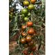 Cocktailtomate Zebranelle_2