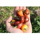 Product_Paprika CA44 (Madame Paraplü), 2 image_Cannadusa_Marketplace_Buy