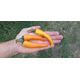 Product_Chili CA125, 2 image_Cannadusa_Marketplace_Buy