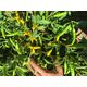 Product_Chili CA13, 2 image_Cannadusa_Marketplace_Buy