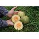 Produkt_Honigmelone Cantaloup Charentais_, 3 image_Cannadusa_Marktplatz_Kaufen