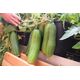 Product_Topfgurke GU-3303, 2 image_Cannadusa_Marketplace_Buy
