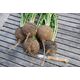 Product_Schwarzer Rettich, 3 image_Cannadusa_Marketplace_Buy