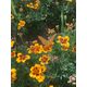 Product_Buntblühende Tagetes Kolibri, 3 image_Cannadusa_Marketplace_Buy