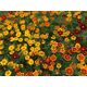 Produkt_Buntblühende Tagetes Nova_, 3 image_Cannadusa_Marktplatz_Kaufen