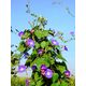 Produkt_Buntblühende Prachtwinde_, 3 image_Cannadusa_Marktplatz_Kaufen