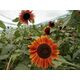 Product_Rote Sonnenblume, 4 image_Cannadusa_Marketplace_Buy