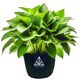 Set of 3 Treez Tools Grow Pots: 12 Litre fabric pots providing optimal growing conditions for various plants.