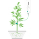 Produkt_Ampleafy Starter_, 5 image_Cannadusa_Marktplatz_Kaufen