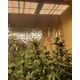 Product_Growlampe LED PRO 240 Watt, 4 image_Cannadusa_Marketplace_Buy