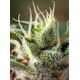 Produkt_Gorilla Girl F1 Fast Version - Sweet Seeds_, 3 image_Cannadusa_Marktplatz_Kaufen