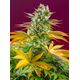 Produkt_Gorilla Girl F1 Fast Version - Sweet Seeds_, 2 image_Cannadusa_Marktplatz_Kaufen