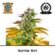 Product_Gorilla Girl F1 Fast Version - Sweet Seeds_Cannadusa_Marketplace_Buy