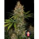 Produkt_Serious Seeds Strawberry AK__Cannadusa_Marktplatz_Kaufen