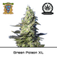 Produkt_Auto Green Poison XL – Sweet Seeds__Cannadusa_Marktplatz_Kaufen