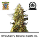 Product_Auto Strawberry Banana Gelato XL – Sweet Seeds_Cannadusa_Marketplace_Buy