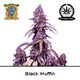 Produkt_Black Muffin F1 Fast - Sweet Seeds__Cannadusa_Marktplatz_Kaufen