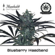 Produkt_Blueberry Headband - Humboldt Seeds__Cannadusa_Marktplatz_Kaufen