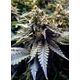 Product_Chocolate Mint OG 2.0 - Humboldt Seeds, 2 image_Cannadusa_Marketplace_Buy