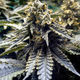 Product_Chocolate Mint OG Auto - Humboldt Seeds, 2 image_Cannadusa_Marketplace_Buy