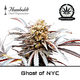 Produkt_Ghost of NYC - Humboldt Seeds__Cannadusa_Marktplatz_Kaufen
