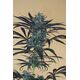 Produkt_Blueberry Headband - Humboldt Seeds_, 3 image_Cannadusa_Marktplatz_Kaufen
