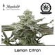 Produkt_Lemon Citron - Humboldt Seeds__Cannadusa_Marktplatz_Kaufen