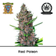 Produkt_Auto Red Poison – Sweet Seeds__Cannadusa_Marktplatz_Kaufen